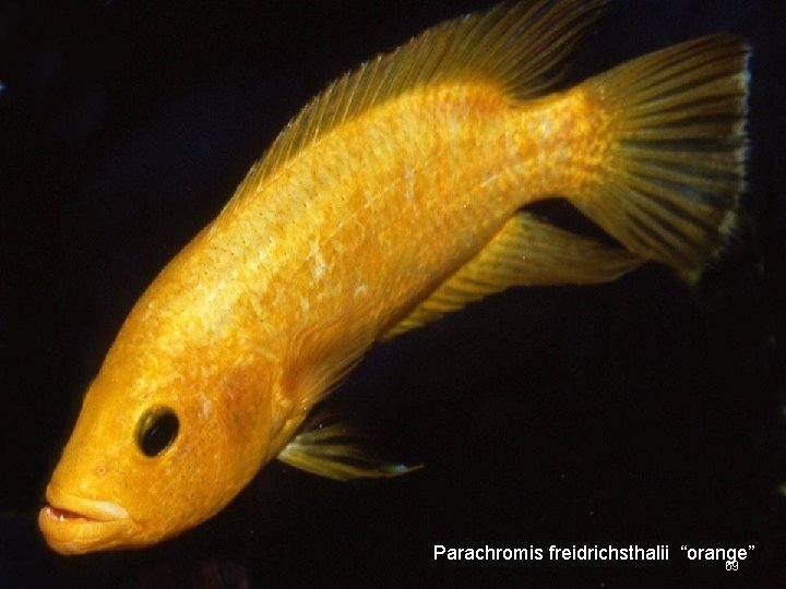 Parachromis freidrichsthalii “orange” “orange 69 