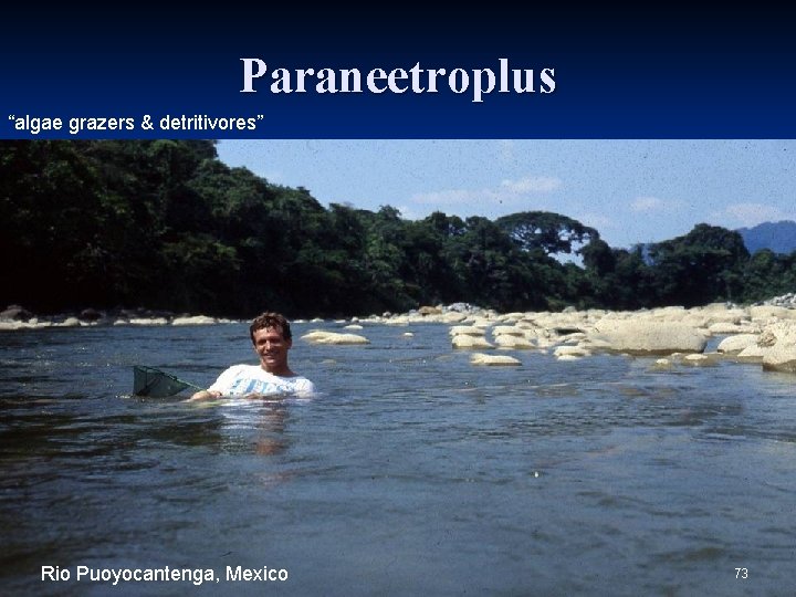 Paraneetroplus “algae grazers & detritivores” Rio Puoyocantenga, Mexico 73 