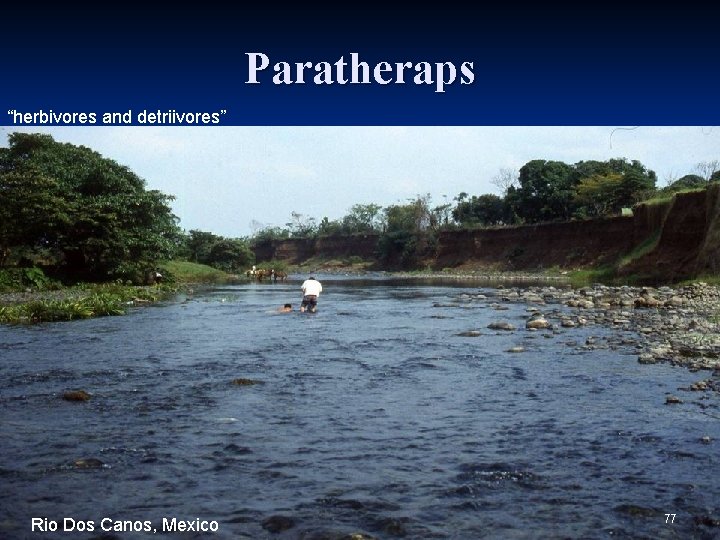 Paratheraps “herbivores and detriivores” Rio Dos Canos, Mexico 77 