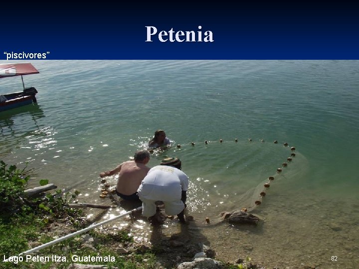 Petenia “piscivores” Lago Peten Itza, Guatemala 82 