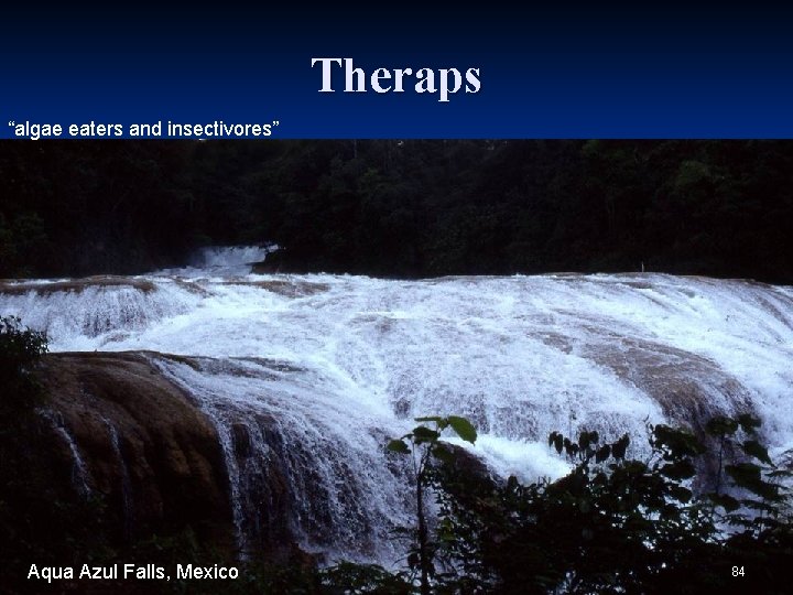 Theraps “algae eaters and insectivores” Aqua Azul Falls, Mexico 84 