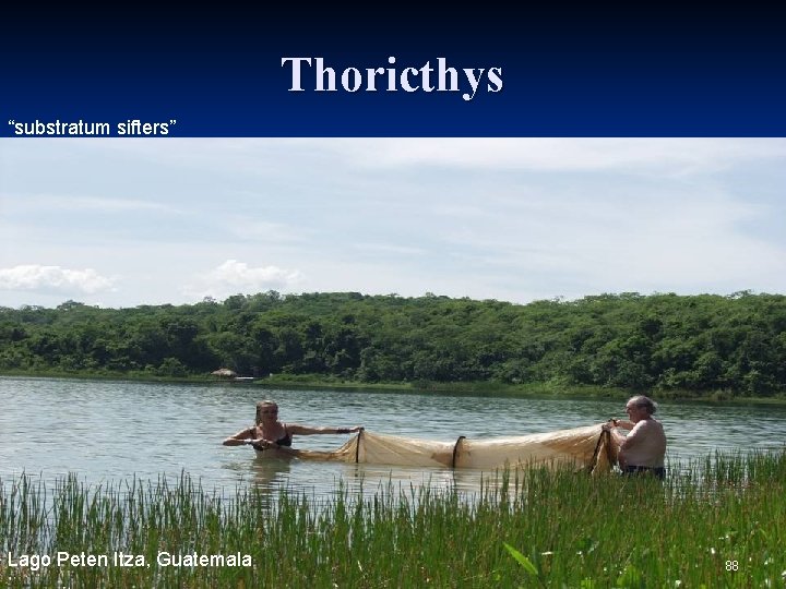 Thoricthys “substratum sifters” Lago Peten Itza, Guatemala 88 