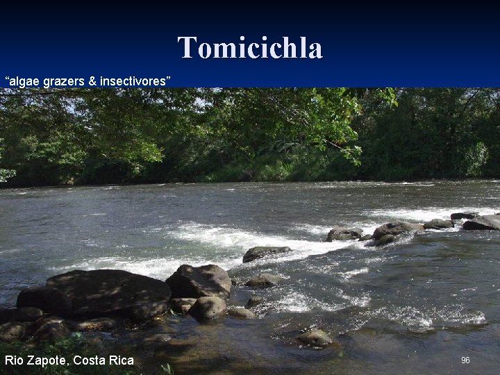 Tomicichla “algae grazers & insectivores” Rio Zapote, Costa Rica 96 