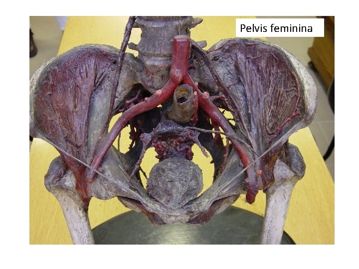 Pelvis feminina 