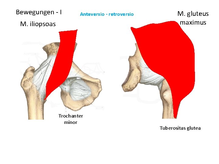 Bewegungen - I Anteversio - retroversio M. iliopsoas Trochanter minor M. gluteus maximus Tuberositas