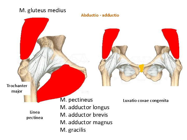 M. gluteus medius Abductio - adductio Trochanter major Linea pectinea M. pectineus M. adductor