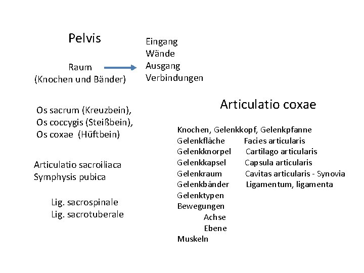 Pelvis Raum (Knochen und Bänder) Os sacrum (Kreuzbein), Os coccygis (Steißbein), Os coxae (Hüftbein)