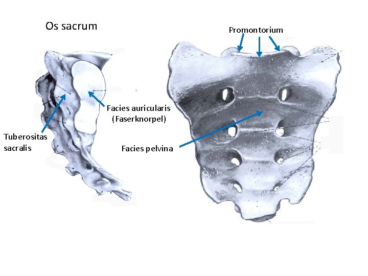 Os sacrum Promontorium Facies auricularis (Faserknorpel) Tuberositas sacralis Facies pelvina 