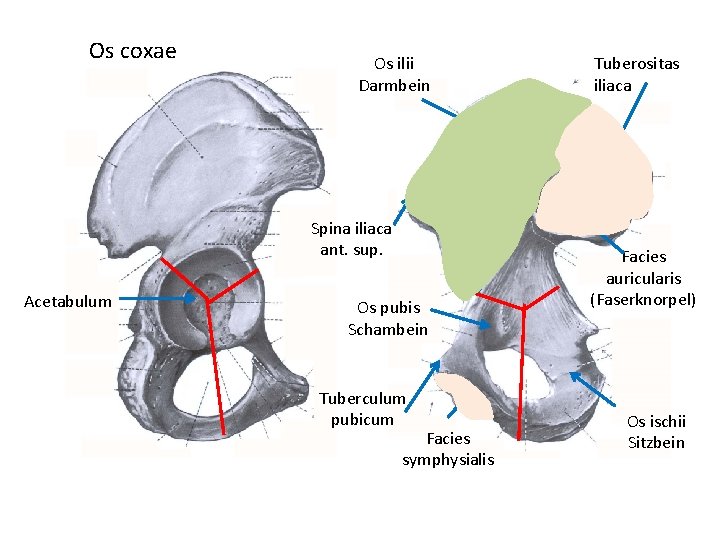 Os coxae Os ilii Darmbein Tuberositas iliaca Linea arcuata Spina iliaca ant. sup. Acetabulum