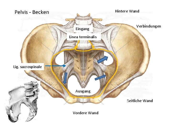 Pelvis - Becken Hintere Wand Eingang Verbindungen Linea terminalis Lig. sacrospinale Ausgang Seitliche Wand