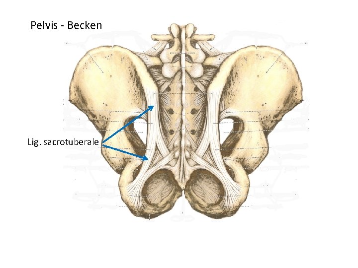 Pelvis - Becken Lig. sacrotuberale 