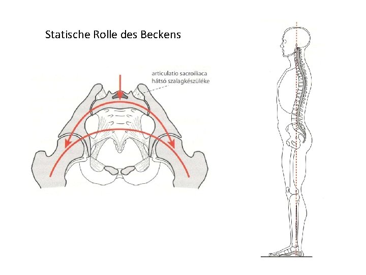 Statische Rolle des Beckens 