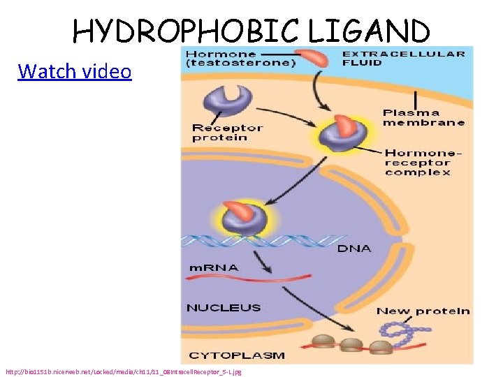 MODELING SIGNAL TRANSDUCTION PATHWAYS Brookings Biology Kelly Riedell