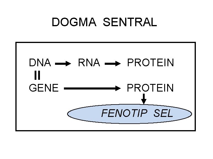 DOGMA SENTRAL DNA GENE RNA PROTEIN FENOTIP SEL 