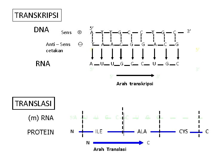 TRANSKRIPSI DNA Sens Anti – Sens cetakan RNA 5’ A T T G T