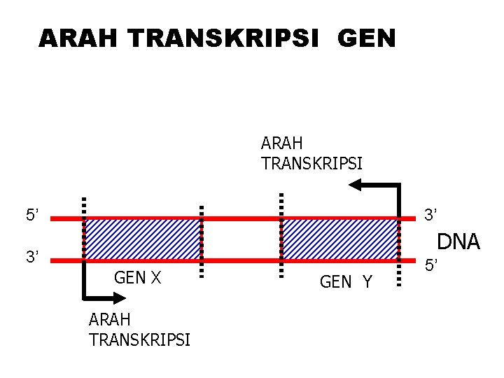 ARAH TRANSKRIPSI GEN ARAH TRANSKRIPSI 5’ 3’ DNA 3’ GEN X ARAH TRANSKRIPSI GEN