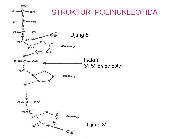 STRUKTUR POLINUKLEOTIDA Ujung 5’ Ikatan 3’, 5’ fosfodiester Ujung 3’ 