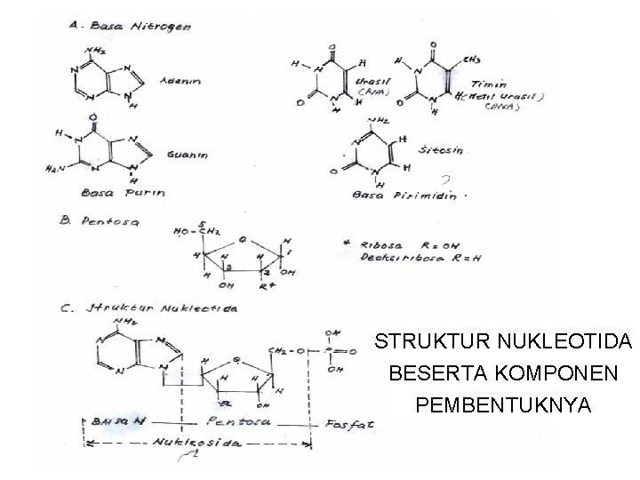 STRUKTUR NUKLEOTIDA BESERTA KOMPONEN PEMBENTUKNYA 