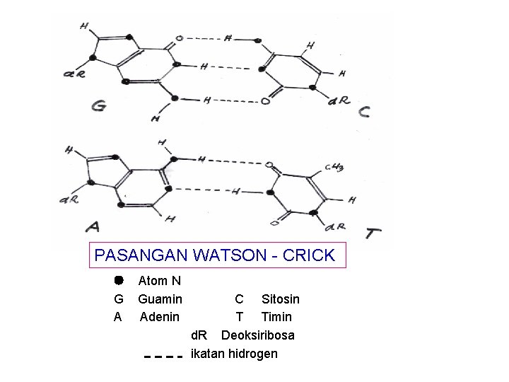 PASANGAN WATSON - CRICK G A Atom N Guamin Adenin C Sitosin T Timin