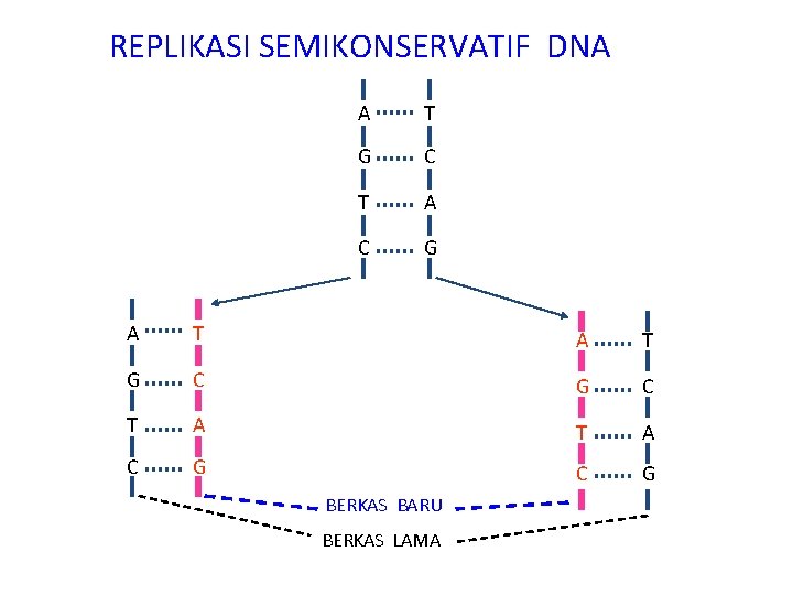 REPLIKASI SEMIKONSERVATIF DNA A T G C T A C G BERKAS BARU BERKAS