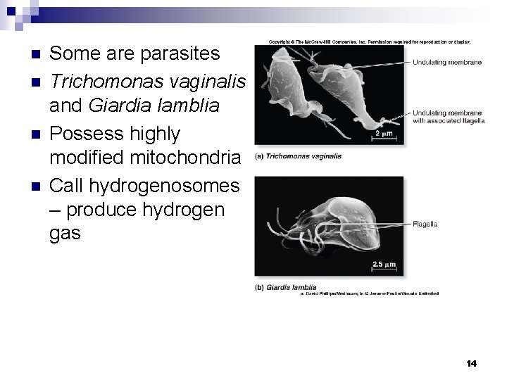n n Some are parasites Trichomonas vaginalis and Giardia lamblia Possess highly modified mitochondria