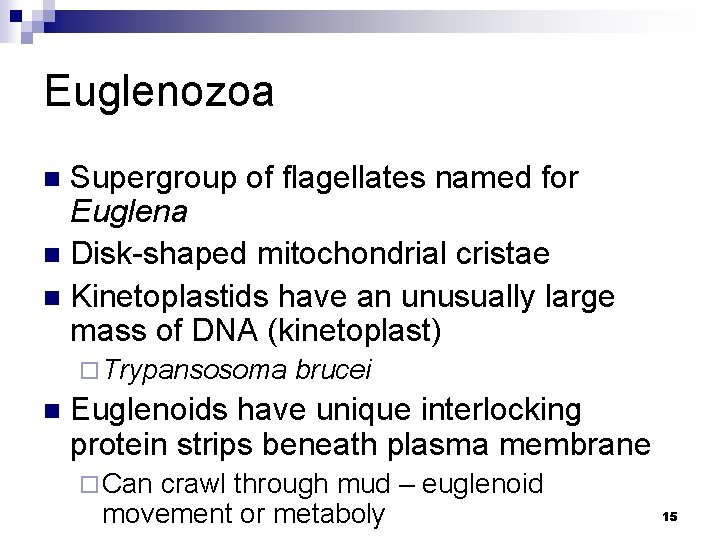 Euglenozoa Supergroup of flagellates named for Euglena n Disk-shaped mitochondrial cristae n Kinetoplastids have