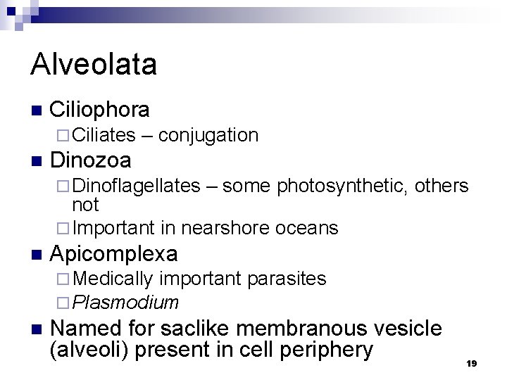 Alveolata n Ciliophora ¨ Ciliates n – conjugation Dinozoa ¨ Dinoflagellates – some photosynthetic,