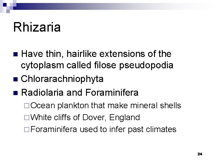 Rhizaria Have thin, hairlike extensions of the cytoplasm called filose pseudopodia n Chlorarachniophyta n