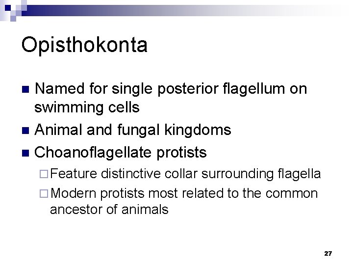 Opisthokonta Named for single posterior flagellum on swimming cells n Animal and fungal kingdoms