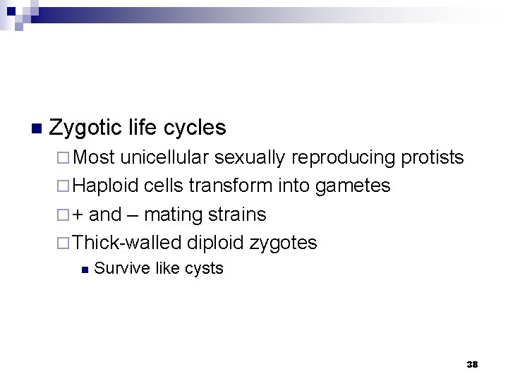 n Zygotic life cycles ¨ Most unicellular sexually reproducing protists ¨ Haploid cells transform