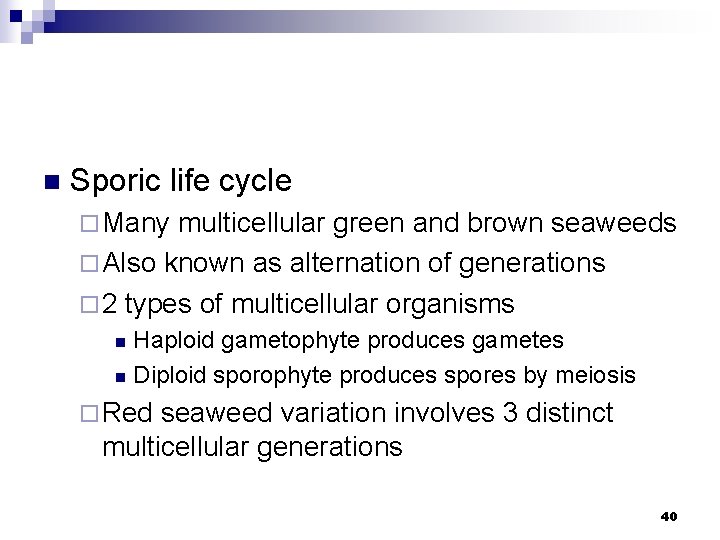 n Sporic life cycle ¨ Many multicellular green and brown seaweeds ¨ Also known