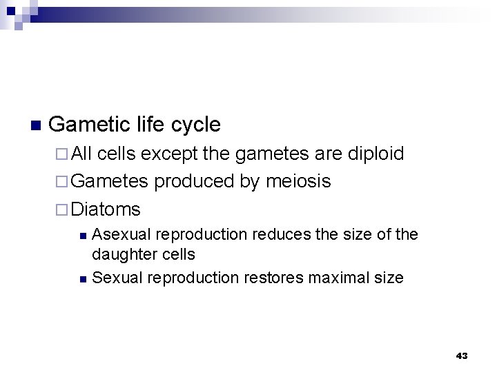 n Gametic life cycle ¨ All cells except the gametes are diploid ¨ Gametes