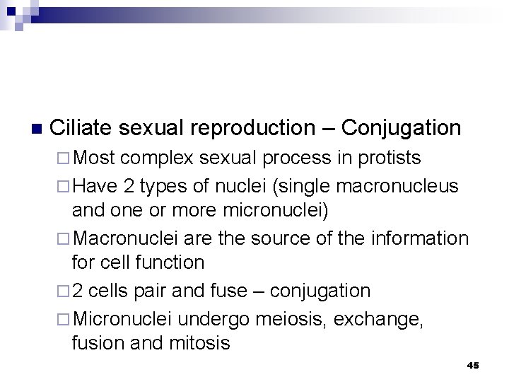 n Ciliate sexual reproduction – Conjugation ¨ Most complex sexual process in protists ¨