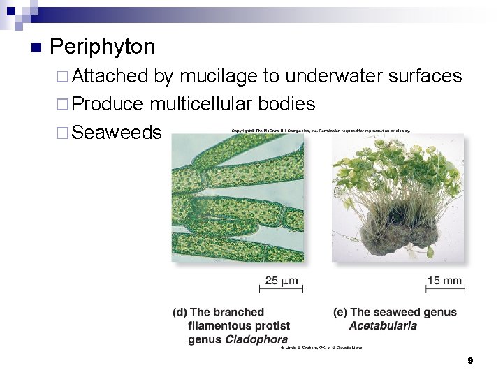 n Periphyton ¨ Attached by mucilage to underwater surfaces ¨ Produce multicellular bodies ¨