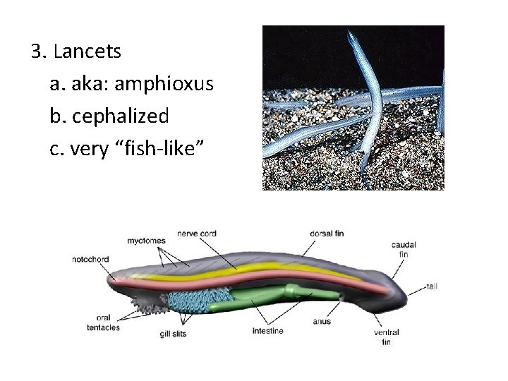 3. Lancets a. aka: amphioxus b. cephalized c. very “fish-like” 