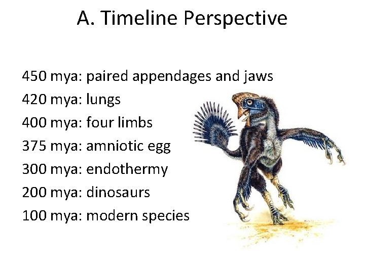A. Timeline Perspective 450 mya: paired appendages and jaws 420 mya: lungs 400 mya: