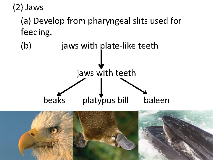 (2) Jaws (a) Develop from pharyngeal slits used for feeding. (b) jaws with plate-like