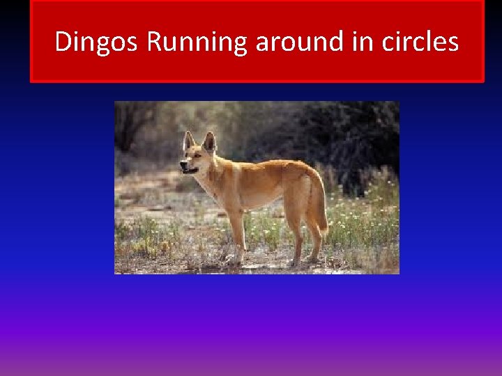 Dingos Running around in circles 