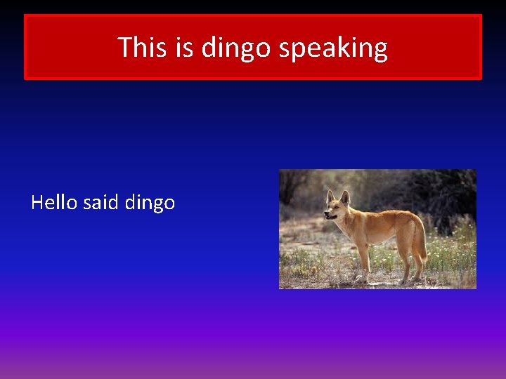 This is dingo speaking Hello said dingo 
