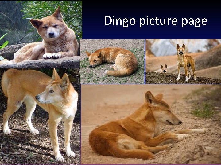 Dingo picture page 
