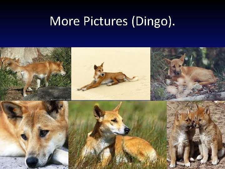 More Pictures (Dingo). 
