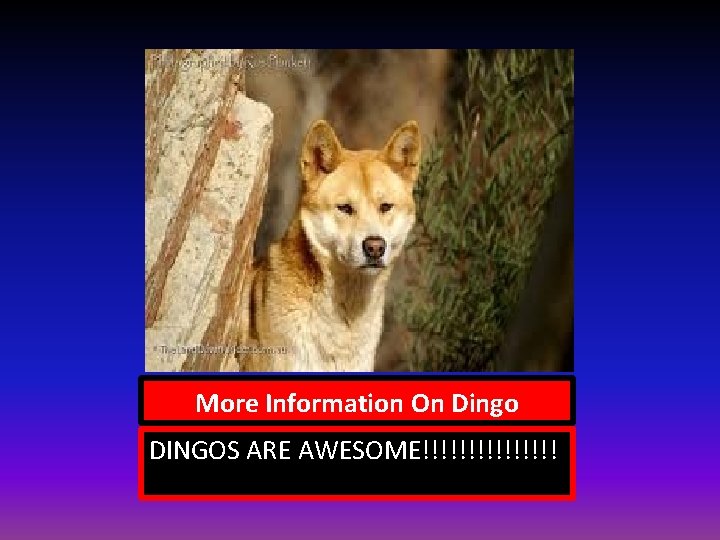 More Information On Dingo DINGOS ARE AWESOME!!!!!!!! 