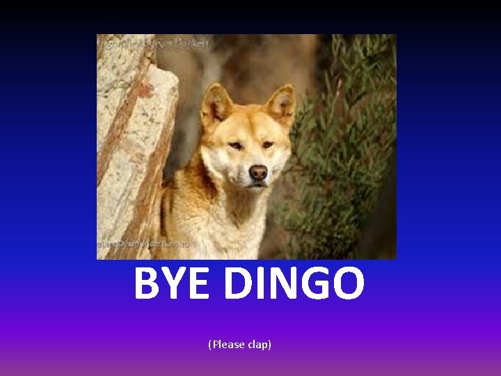 BYE DINGO (Please clap) 