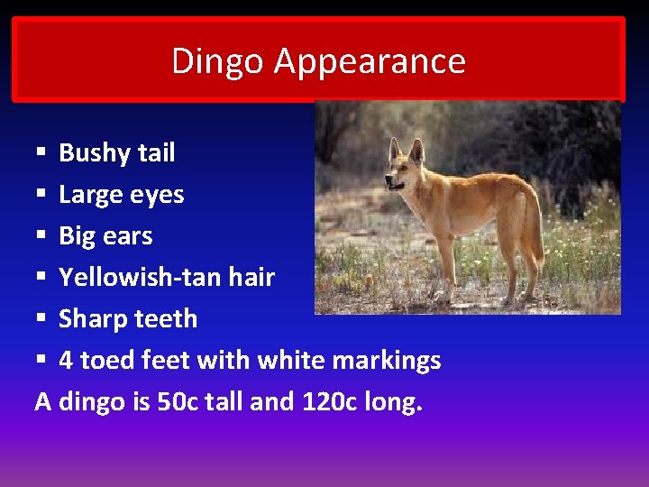 Dingo Appearance § Bushy tail § Large eyes § Big ears § Yellowish-tan hair
