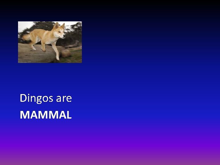 Dingos are MAMMAL 