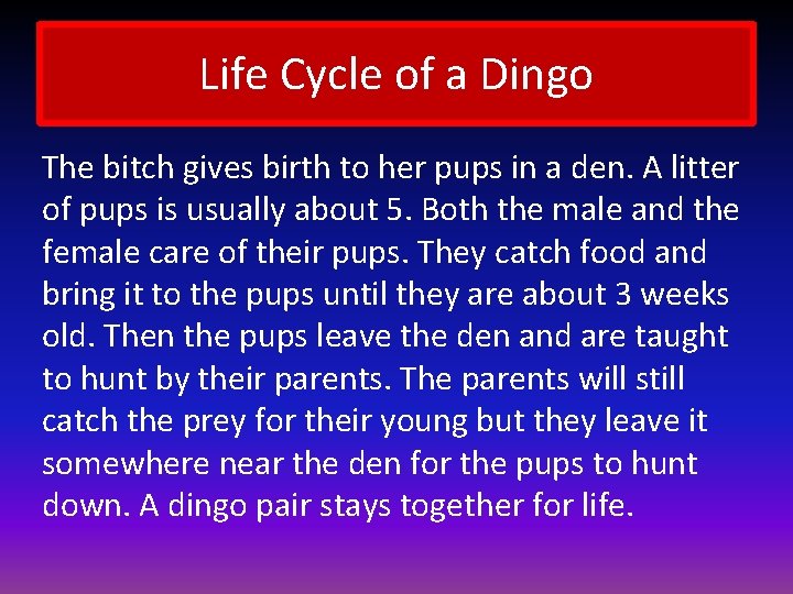 Life Cycle of a Dingo The bitch gives birth to her pups in a