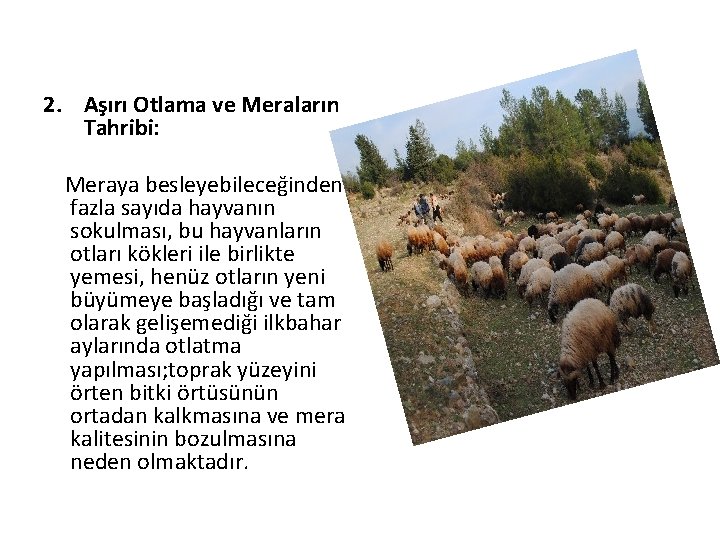 2. Aşırı Otlama ve Meraların Tahribi: Meraya besleyebileceğinden fazla sayıda hayvanın sokulması, bu hayvanların