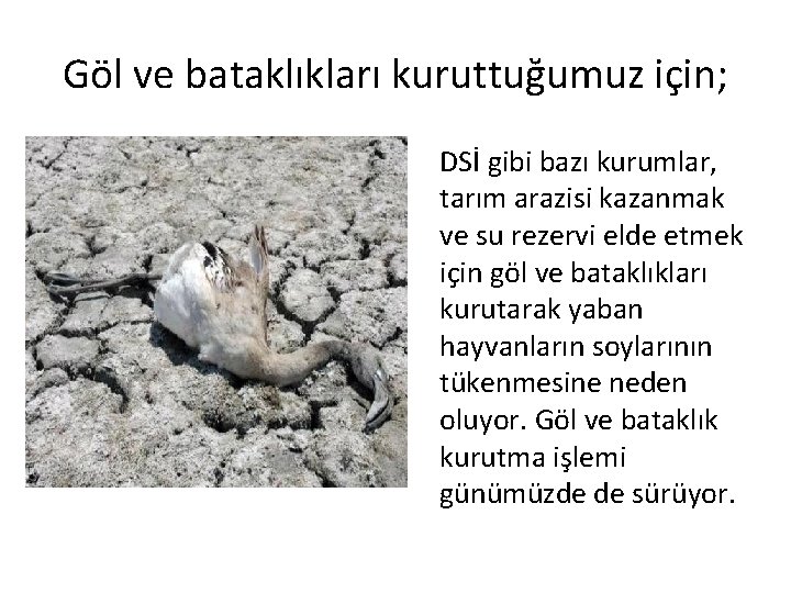 Göl ve bataklıkları kuruttuğumuz için; DSİ gibi bazı kurumlar, tarım arazisi kazanmak ve su