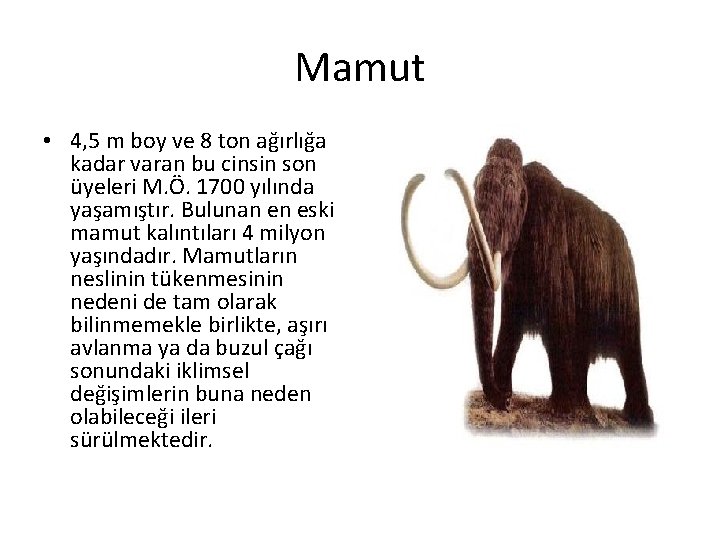 Mamut • 4, 5 m boy ve 8 ton ağırlığa kadar varan bu cinsin