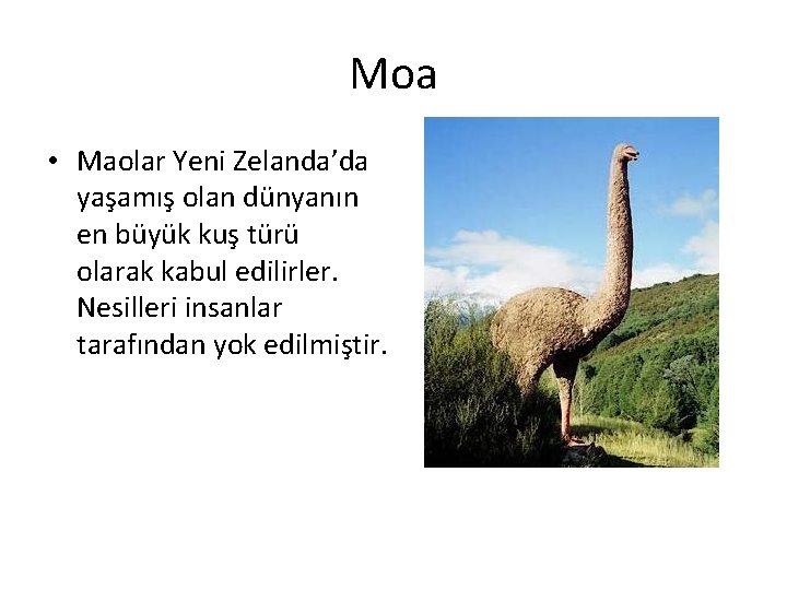Moa • Maolar Yeni Zelanda’da yaşamış olan dünyanın en büyük kuş türü olarak kabul
